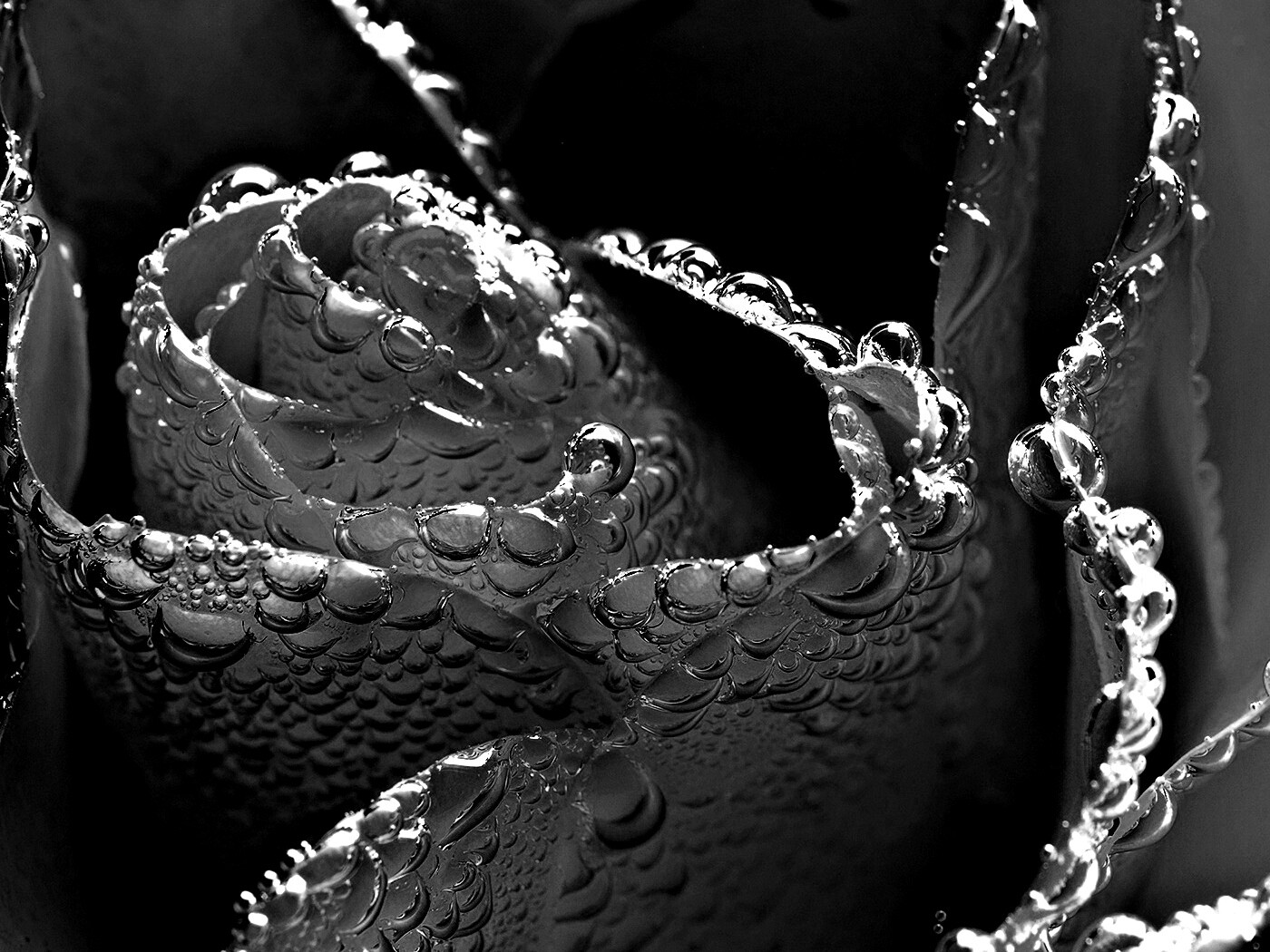 Мокрый желтый цветок обои