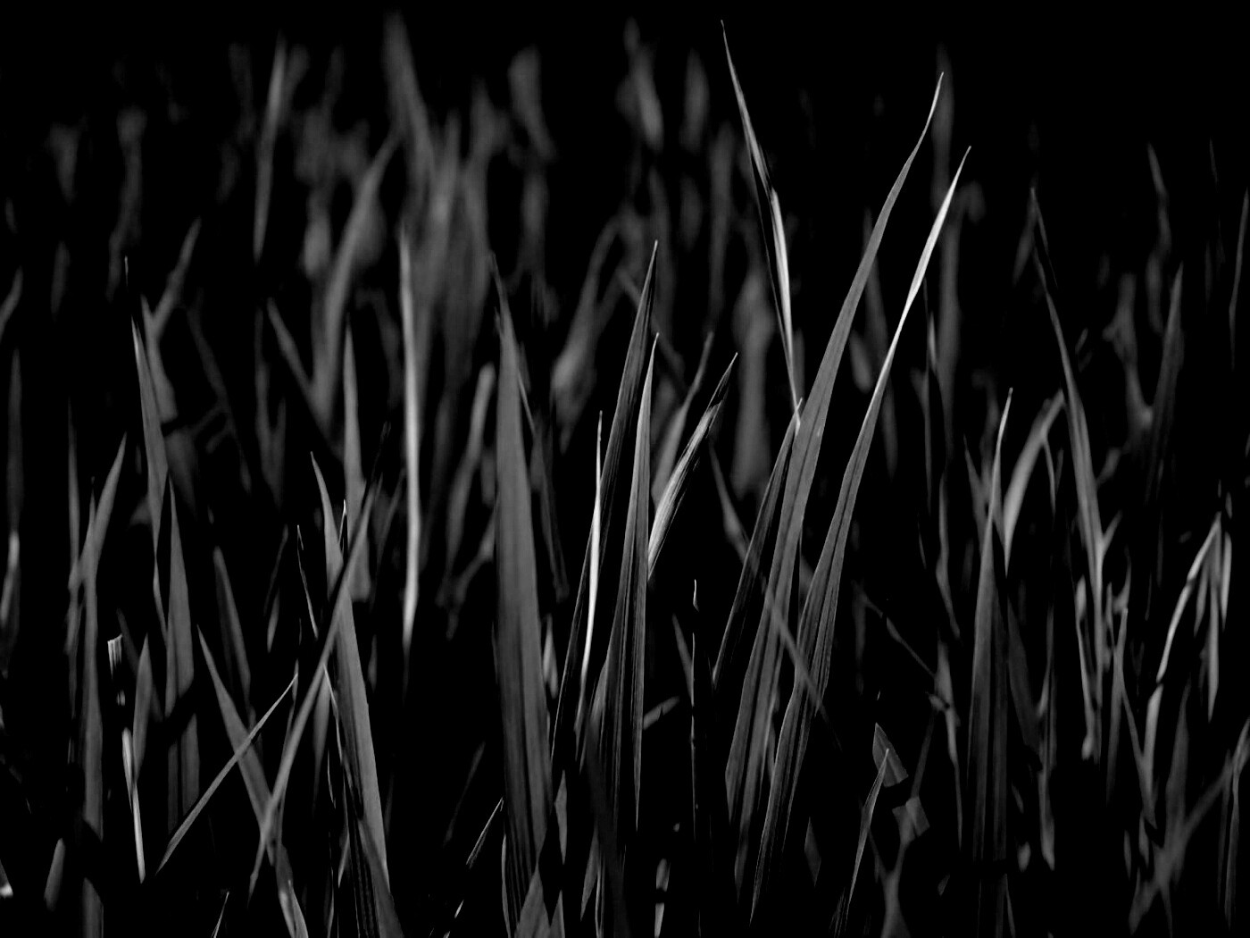 Яркая сочная трава обои