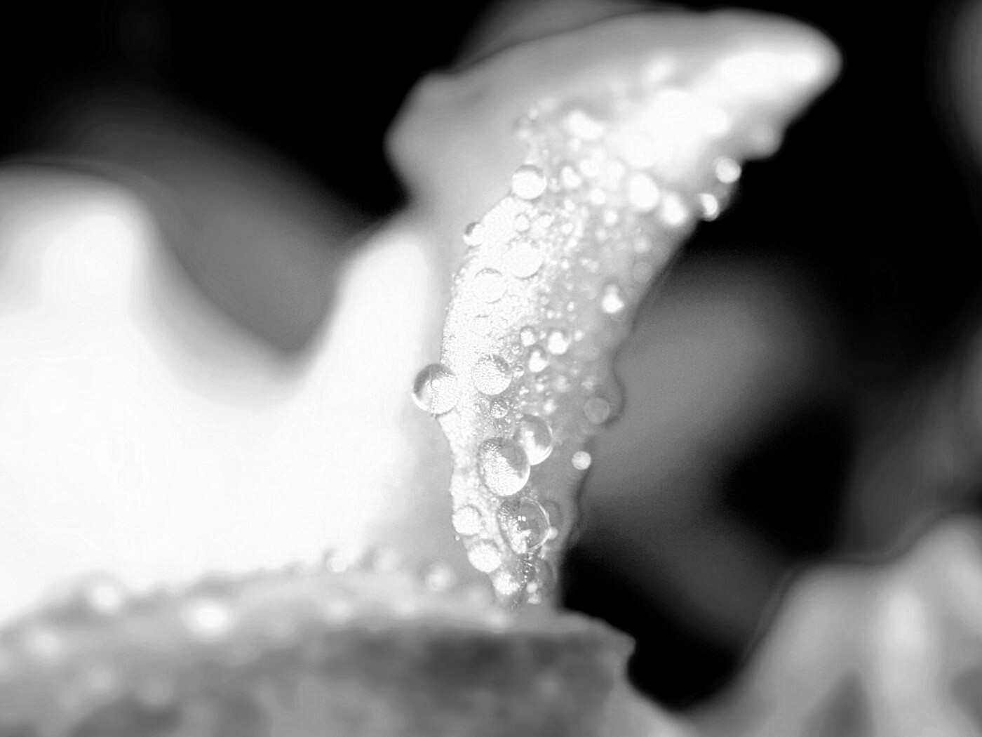 Капли росы на лепестке обои