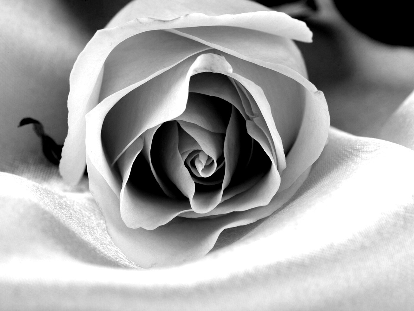 Нежная роза обои