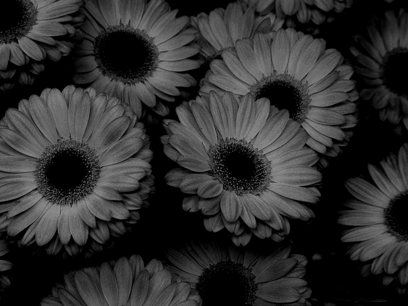 Желтые герберы обои