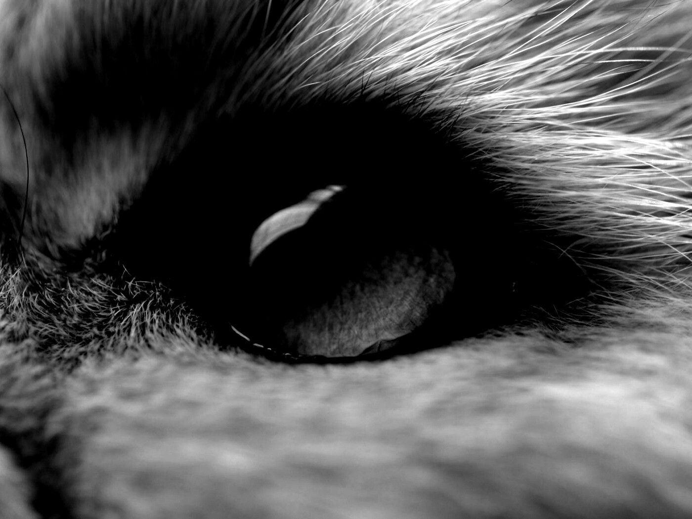 Кошачий глаз обои