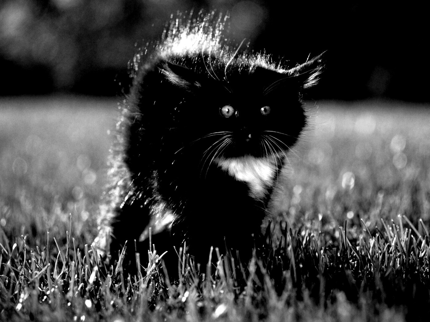 Кот воитель обои