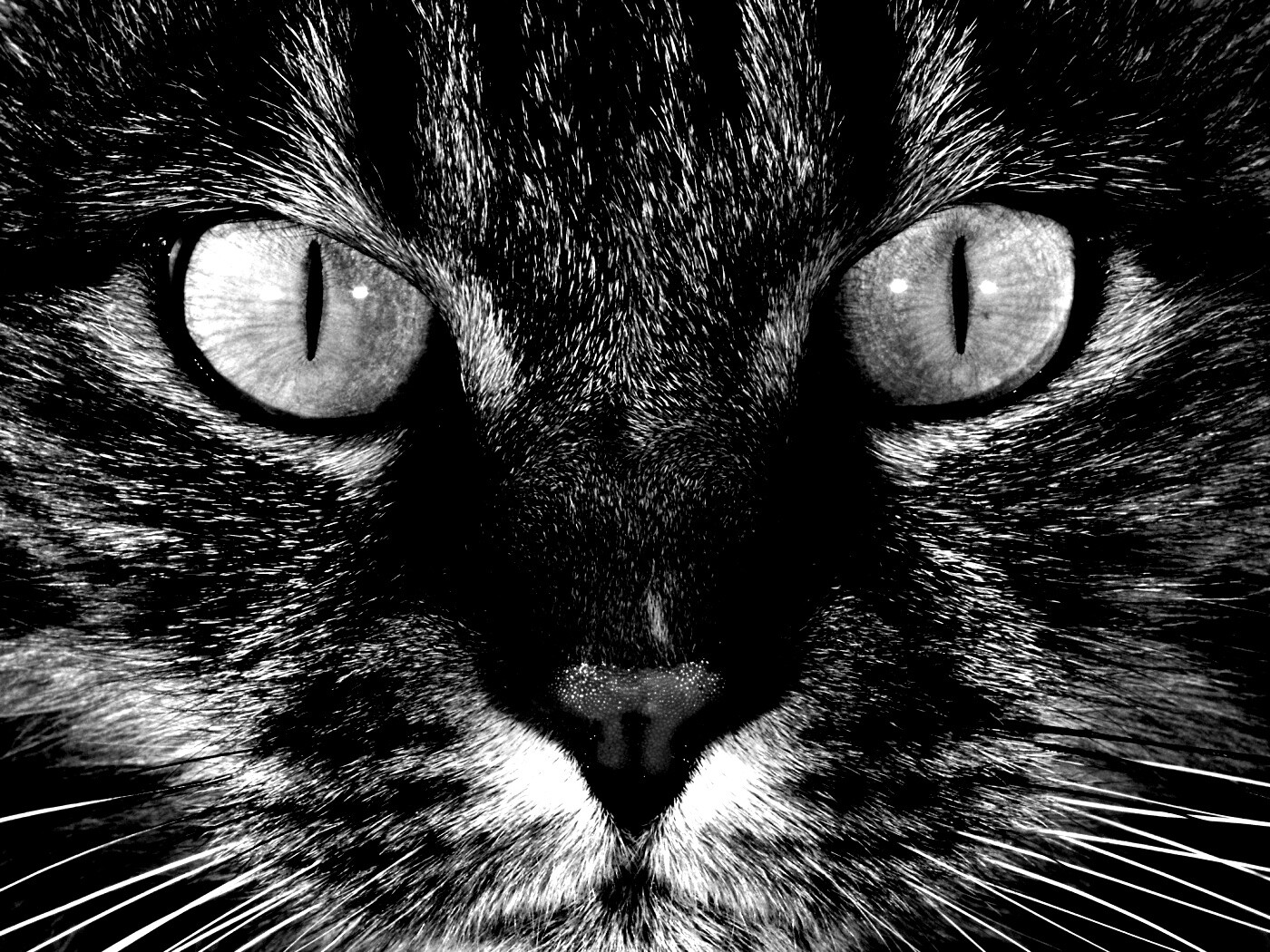 Кошачья морда обои