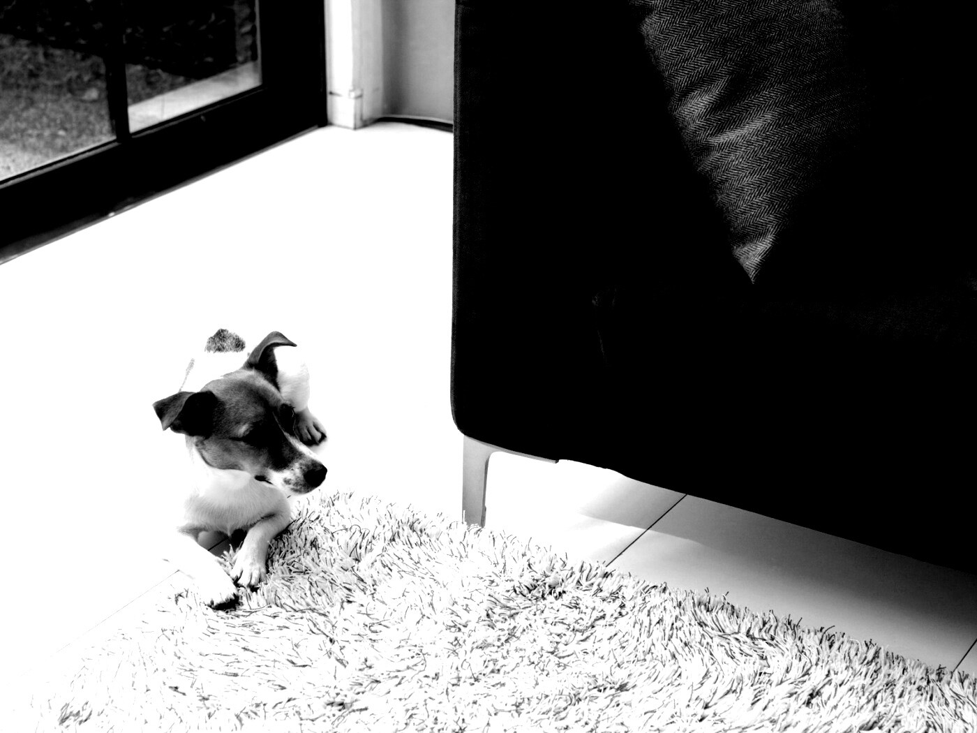 Собака обои