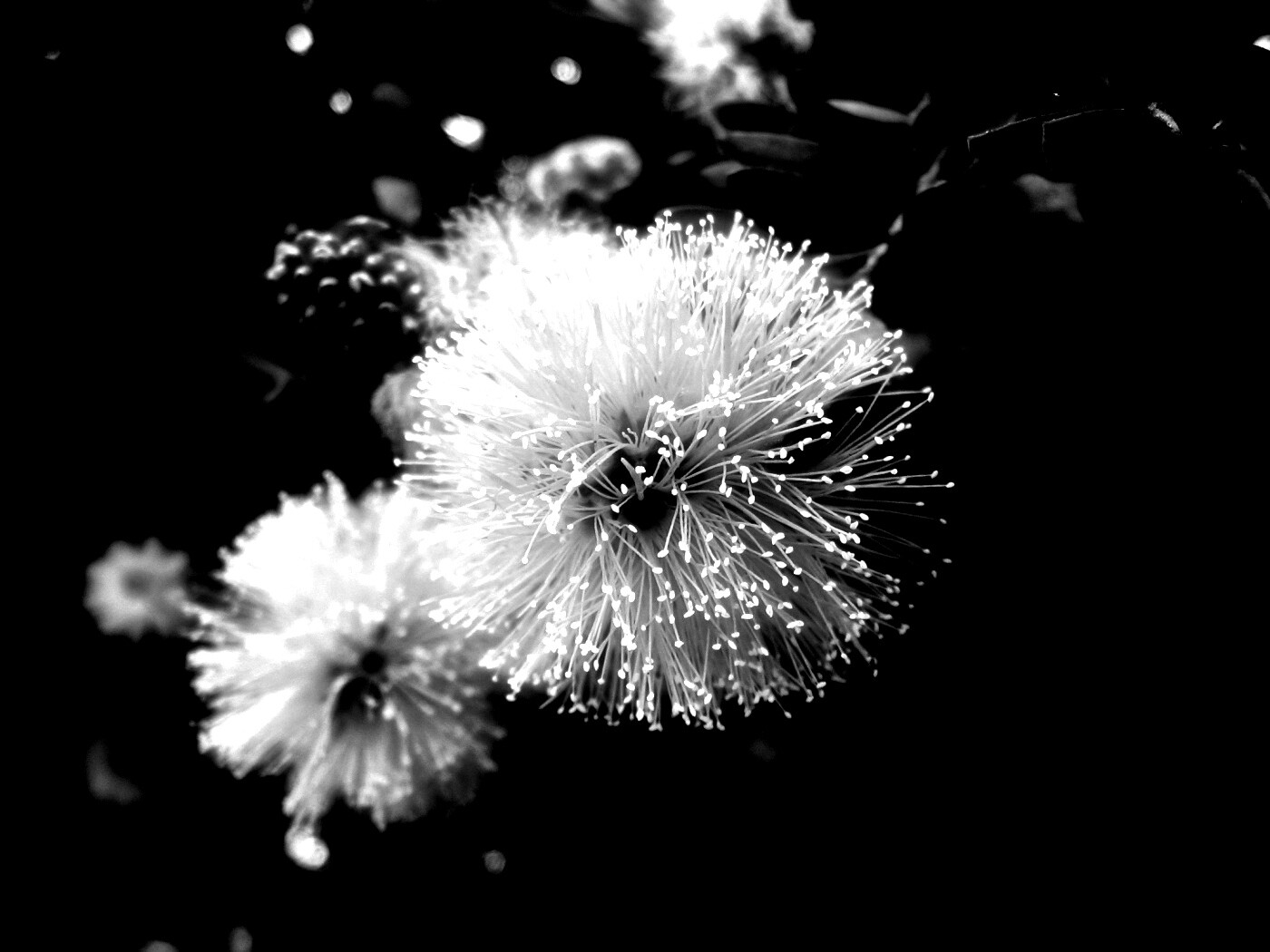 Сказочный цветок обои