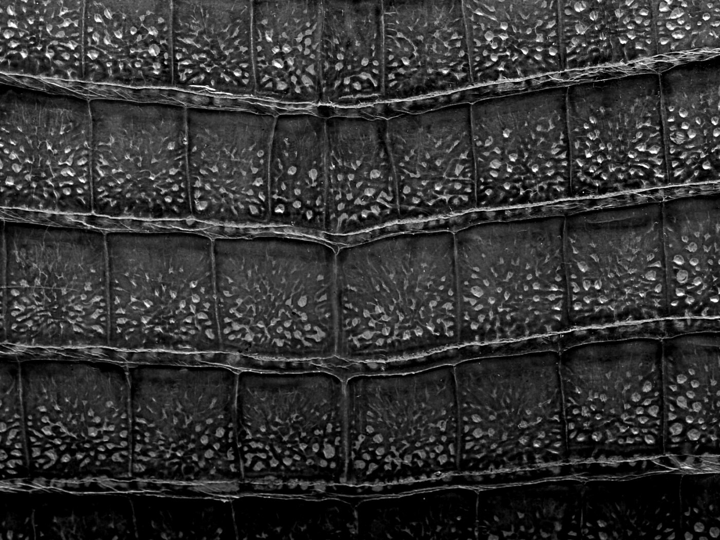 Текстура крокодильей кожи обои