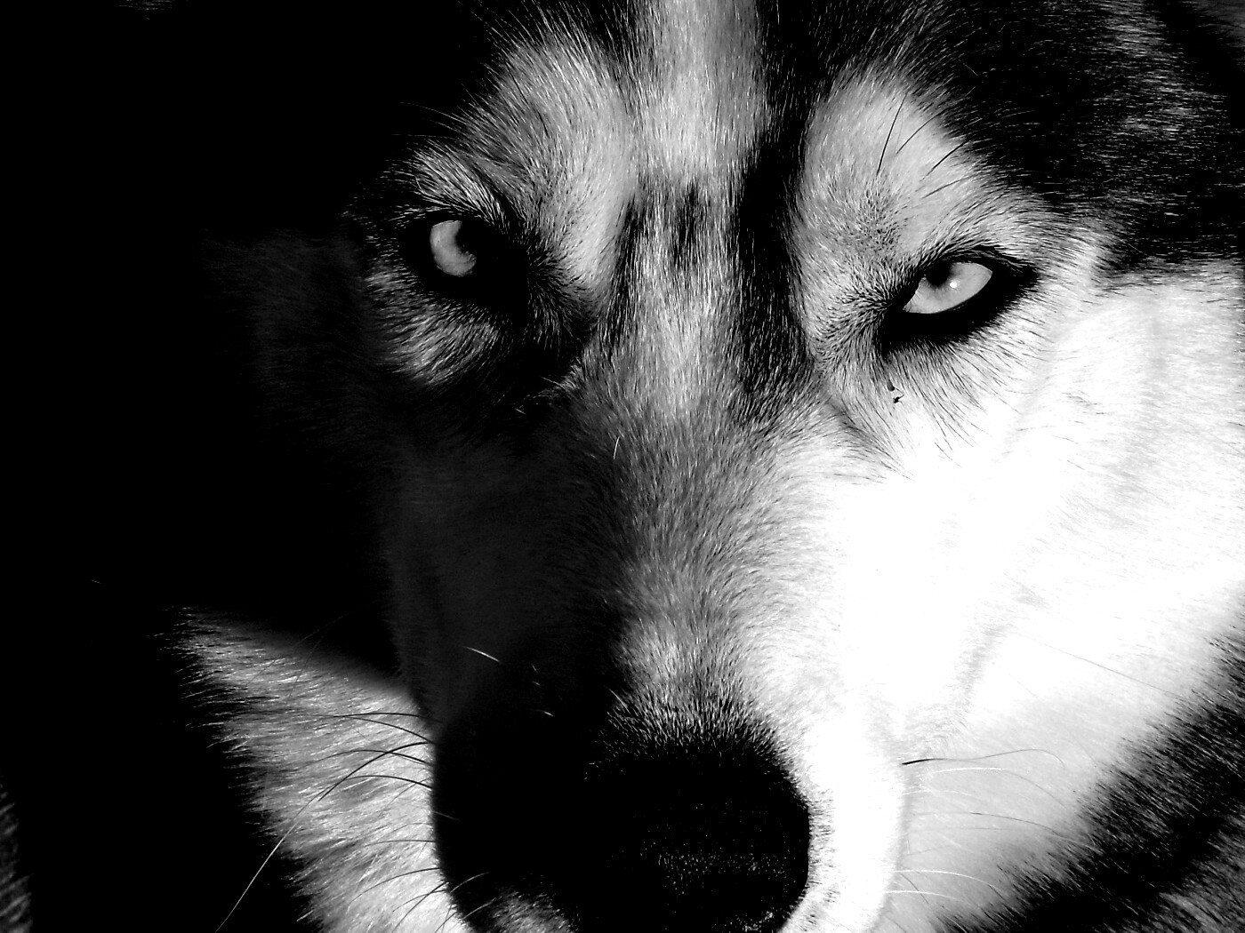 Собака с голубыми глазами обои