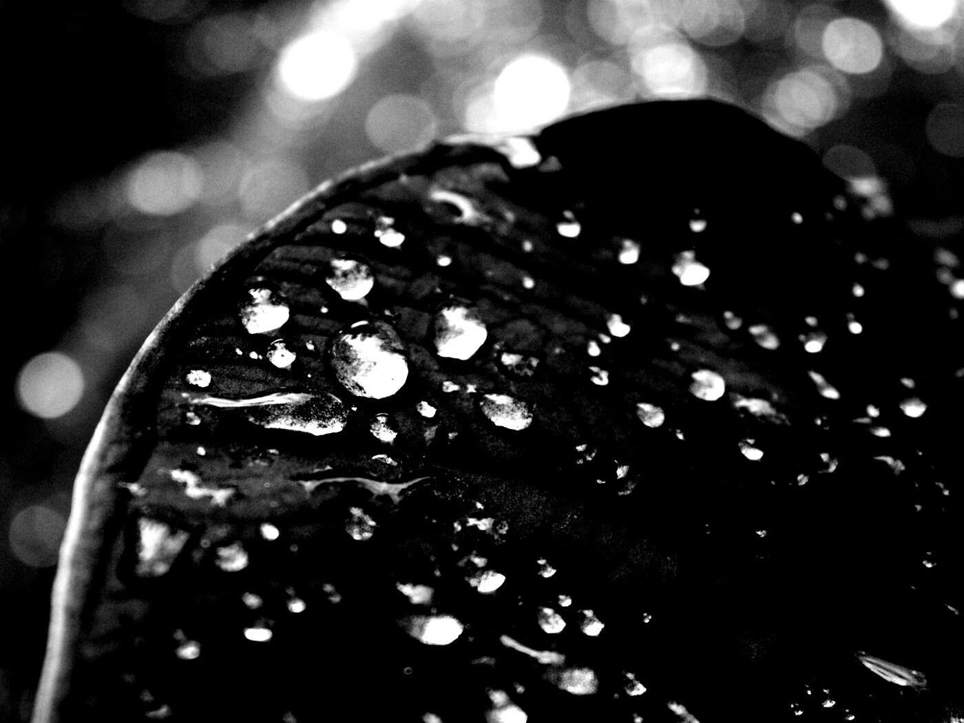 Роса на листке обои