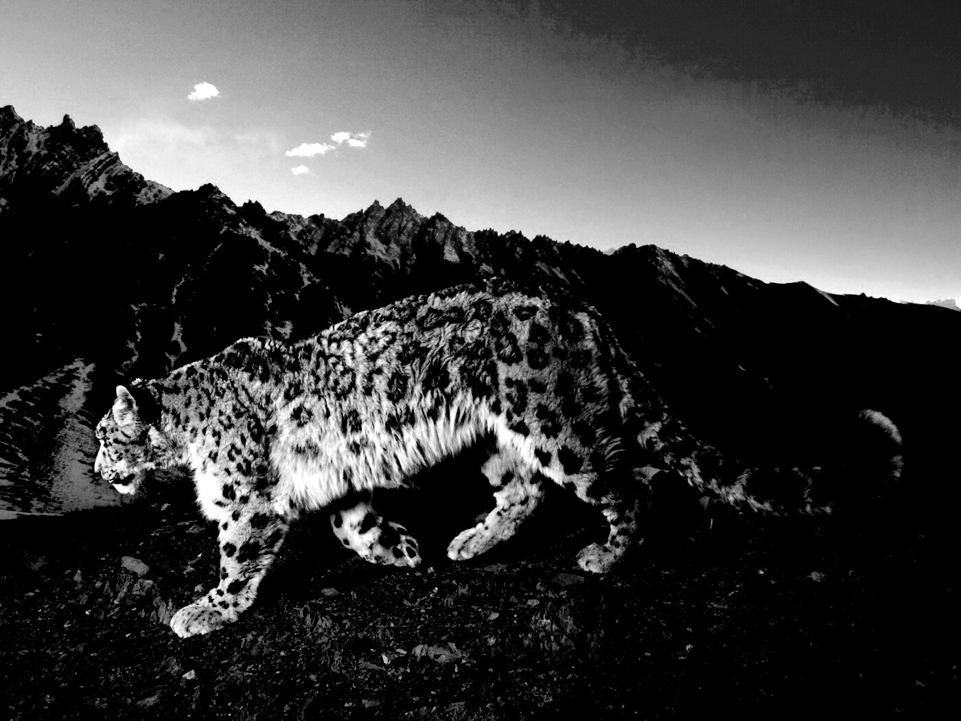 Леопард обои