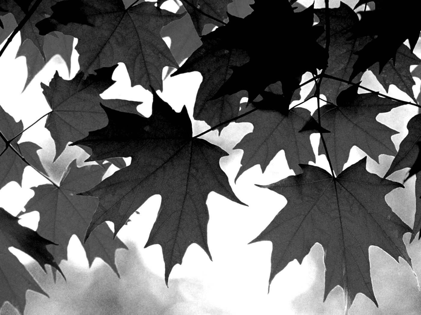 Кленовые листья обои