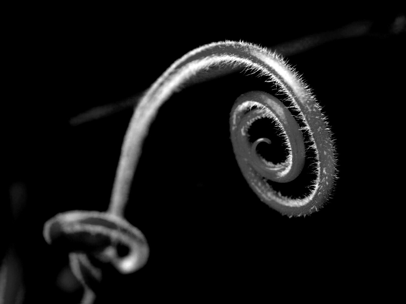 Завитушка растения обои