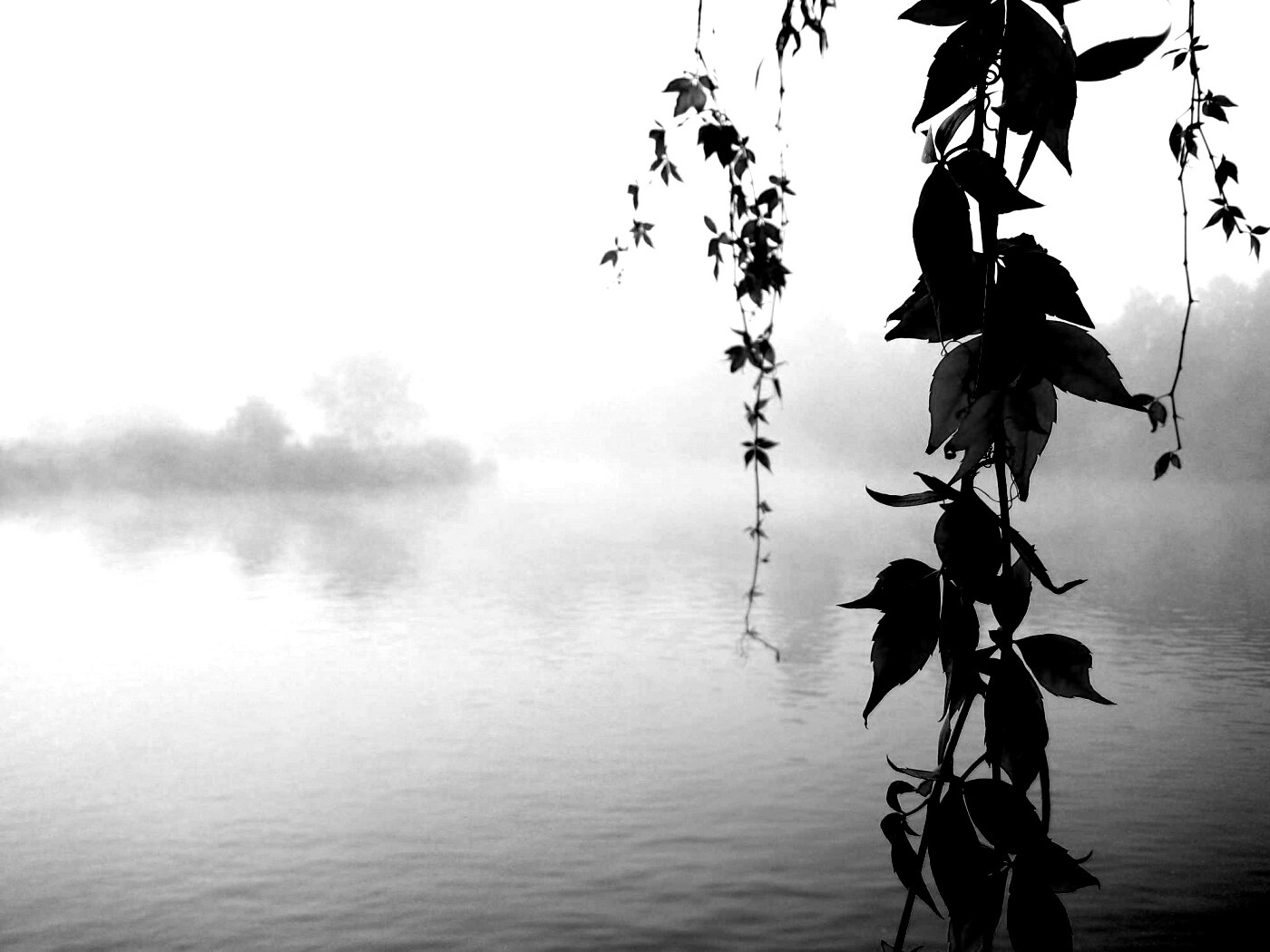 Ветви красного дерева обои