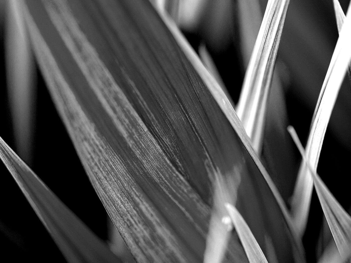 Идеальный кусочек зелени обои