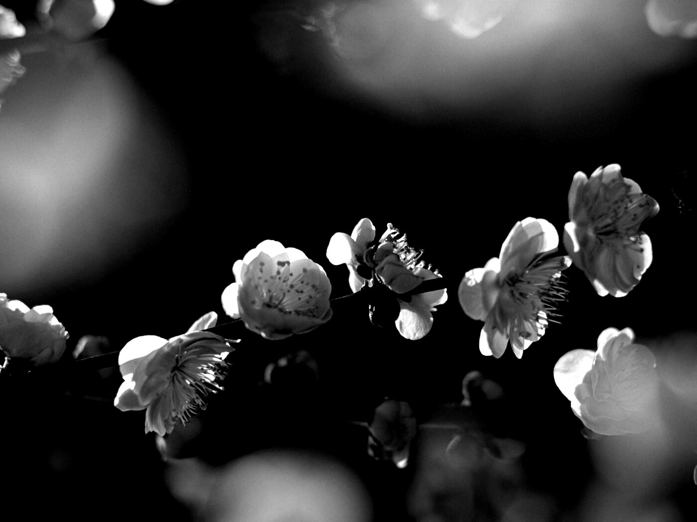 Цветущая вишня обои