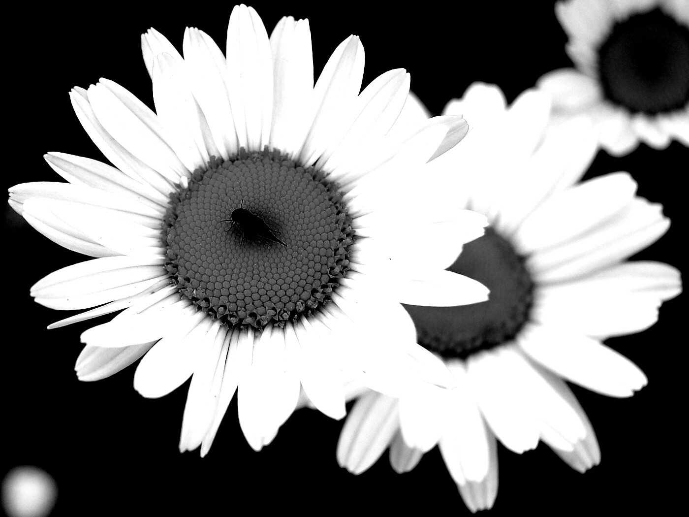 Ромашки обои