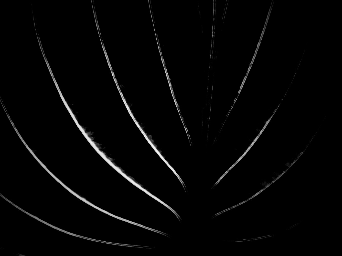 Неоновый лист обои