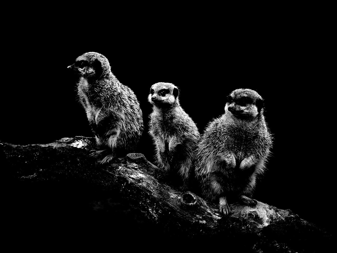 В дозоре обои