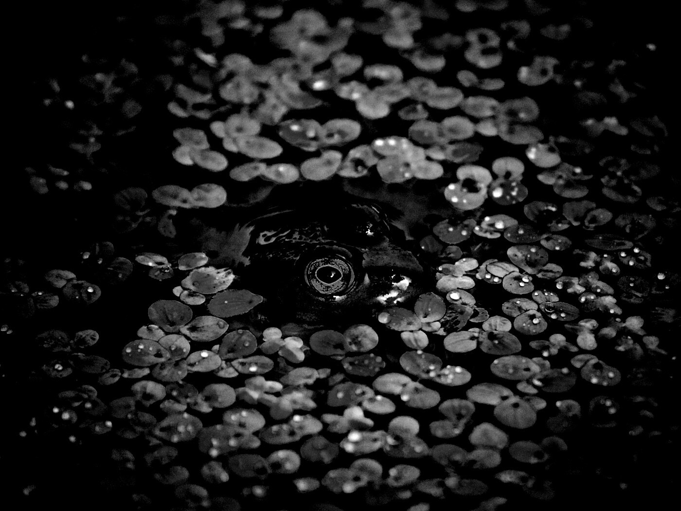 Маленькая лягушка обои