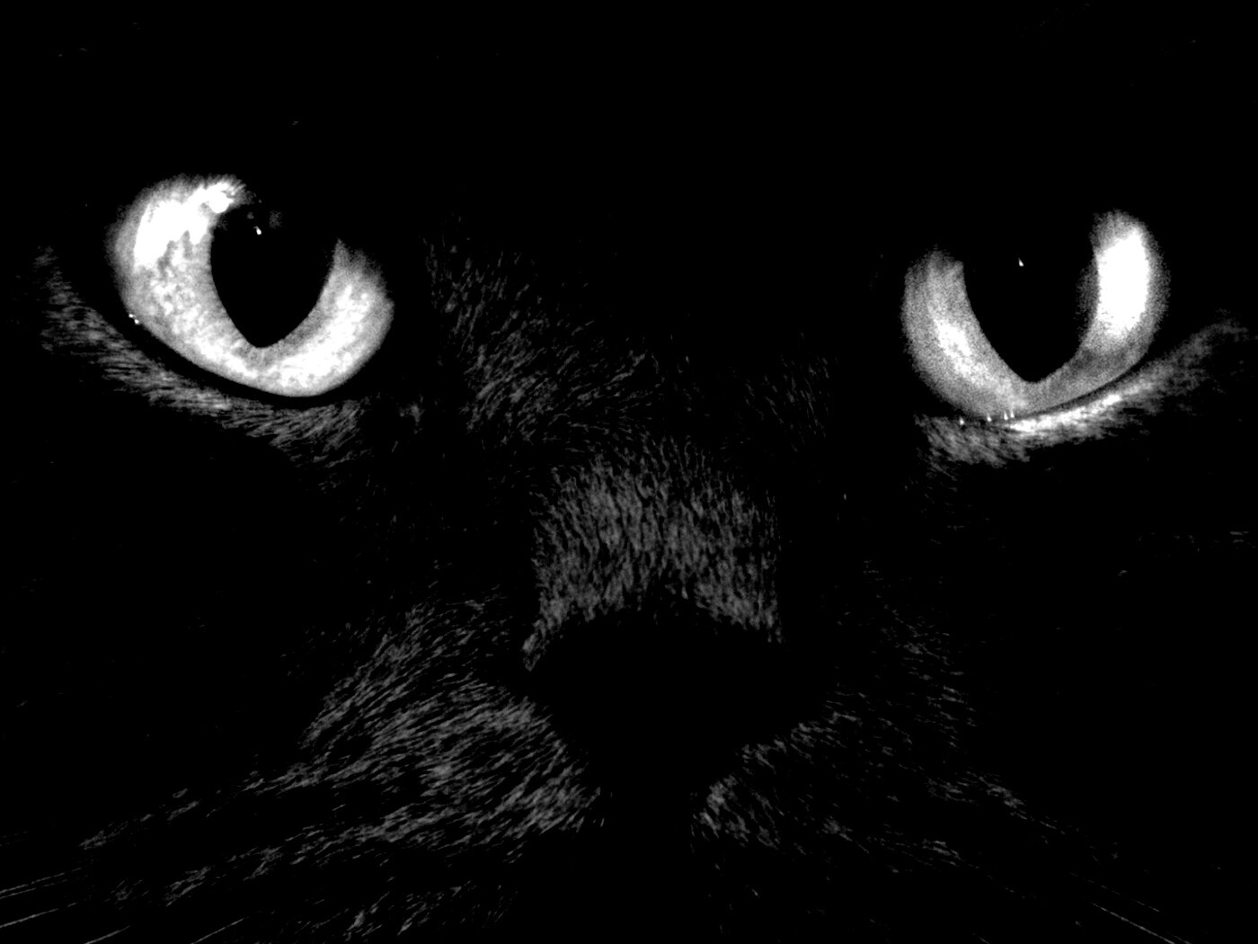 Черный кот с оранжевыми глазами обои