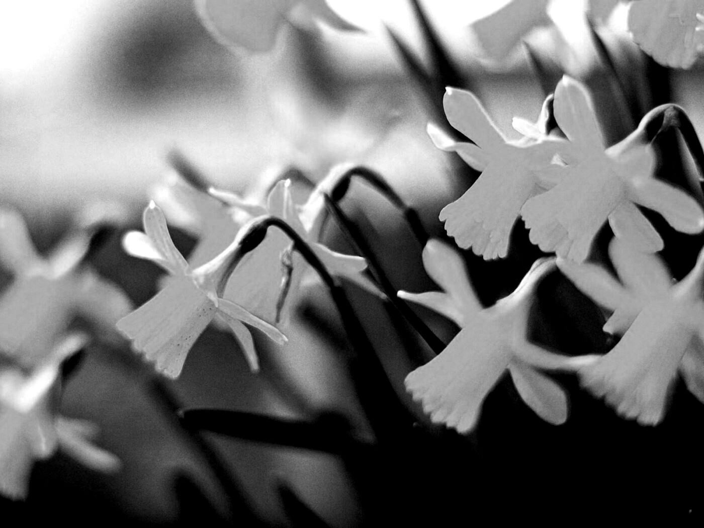 Нарциссы обои