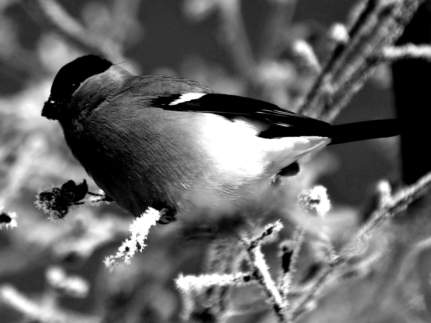 Снегирь на ветке обои