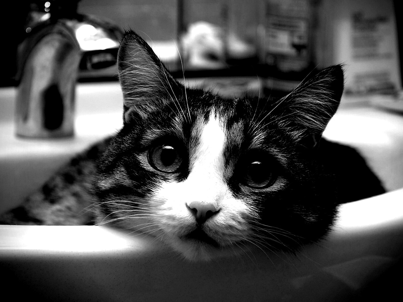 Кошак выглядывает из раковины обои