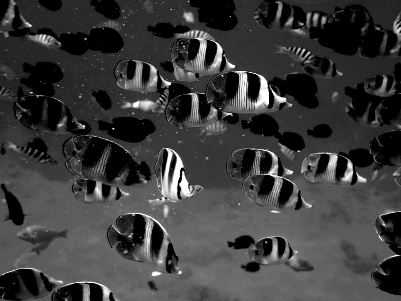 Косяк тропических рыбок обои