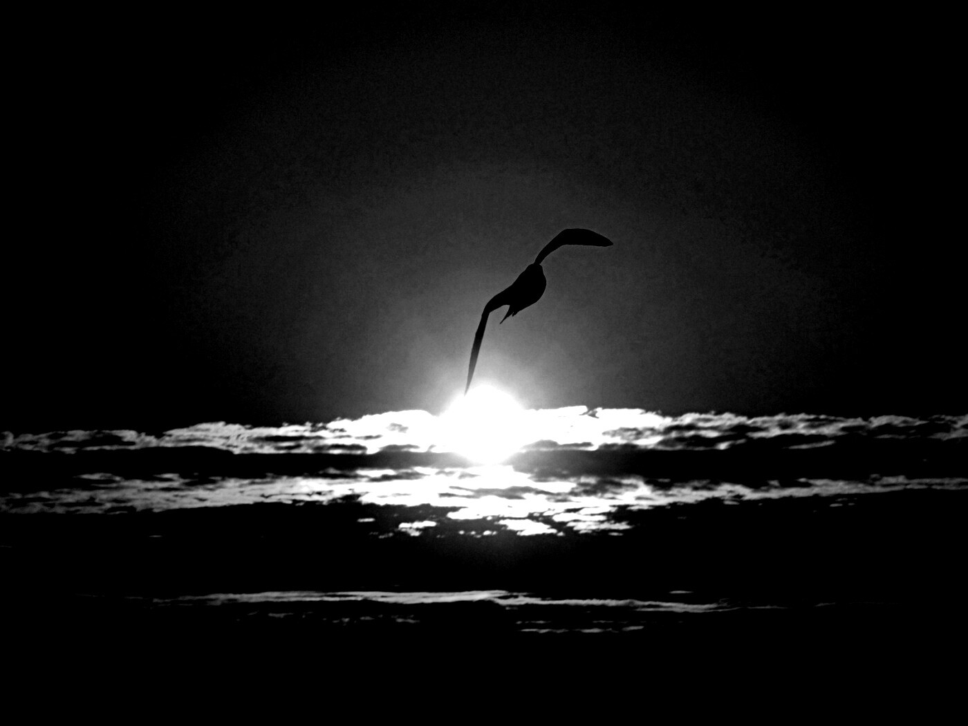 Морская чайка обои