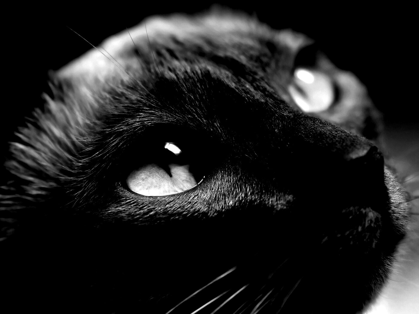 Кот с голубыми глазами обои