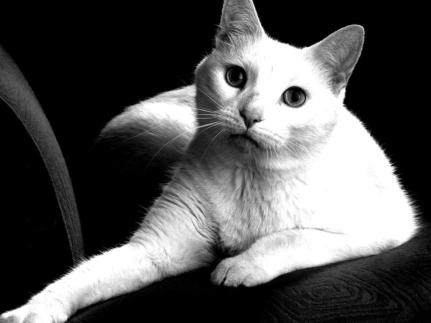 Белой кот на красном диване обои