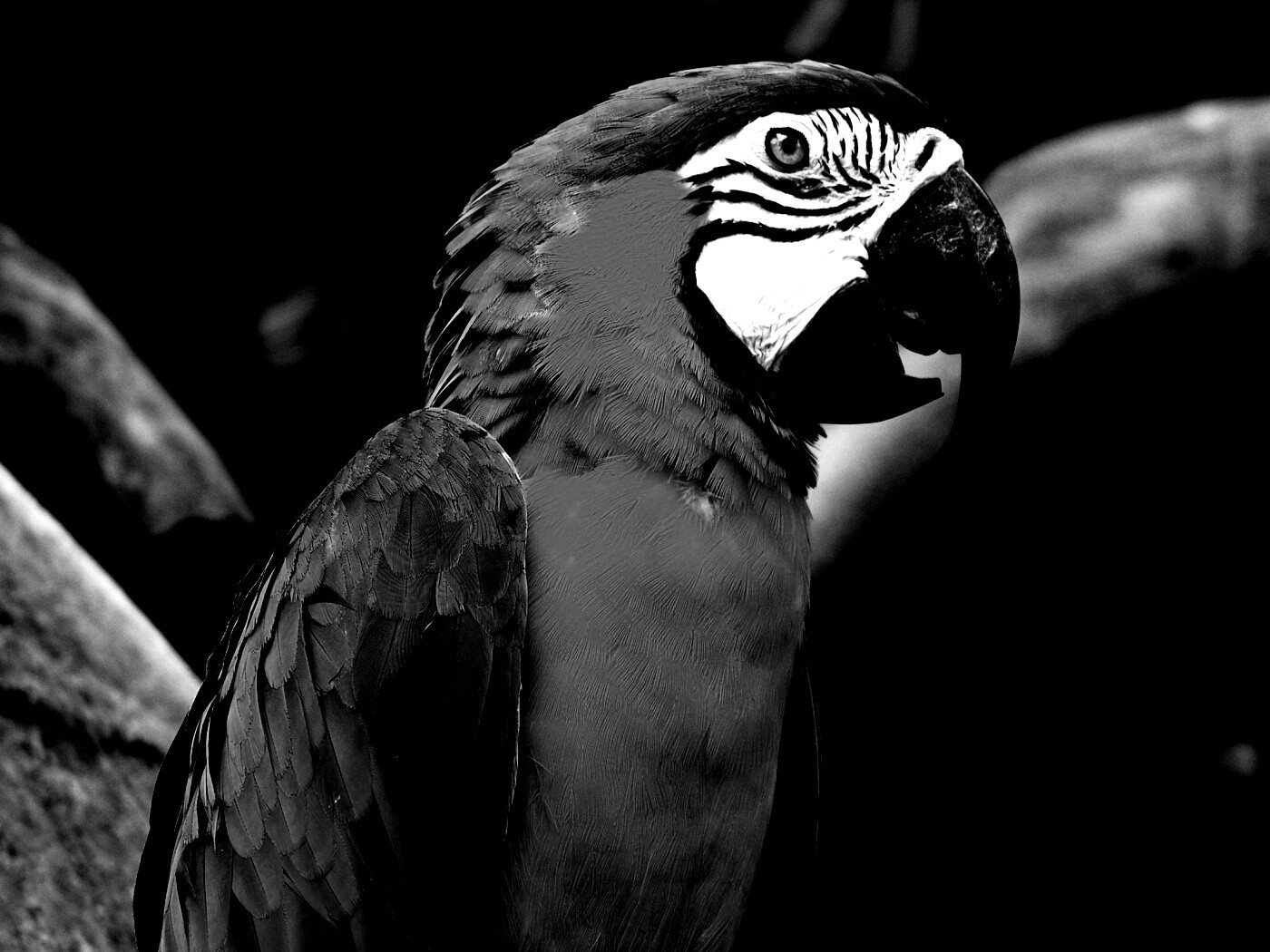 Разноцветынй попугай обои