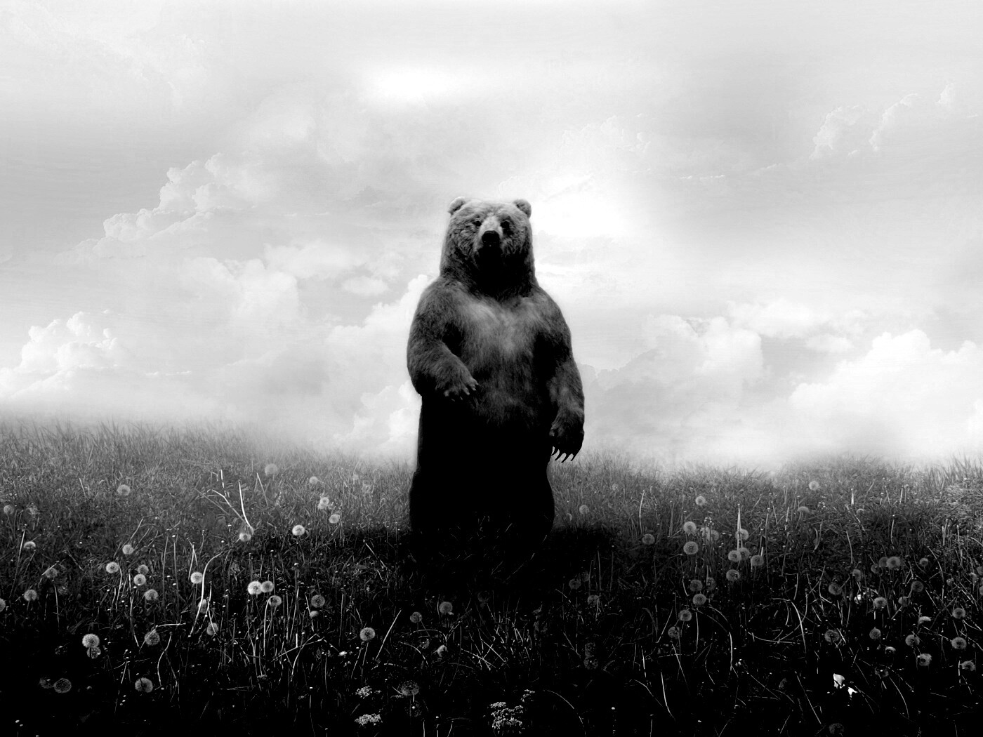 Медведь в одуванчиковом поле обои