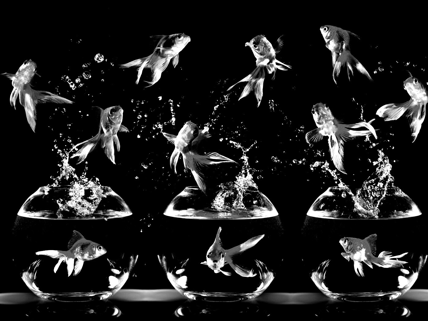 Аквариумы жонглируют рыбами обои