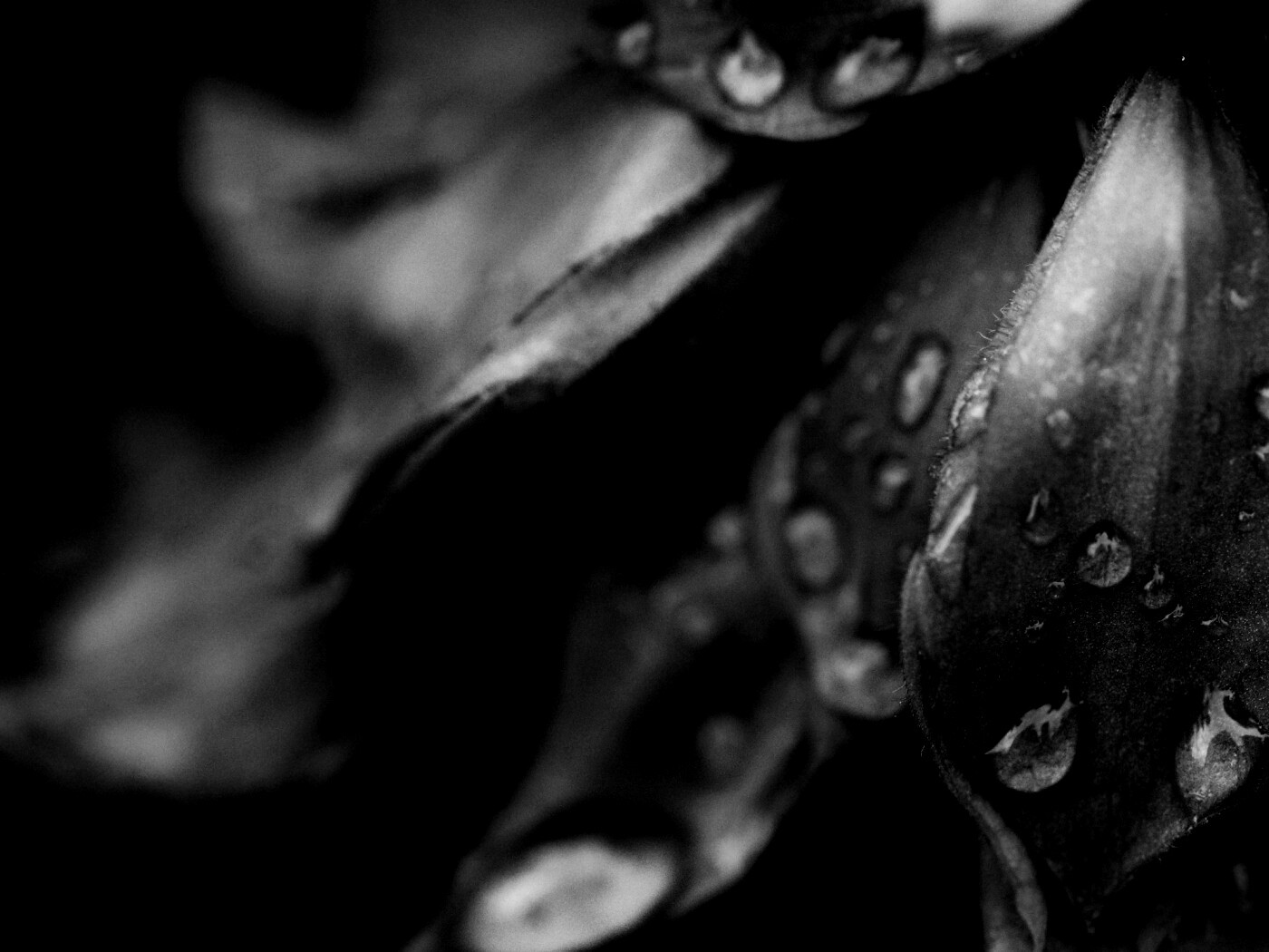 Лепестки обои