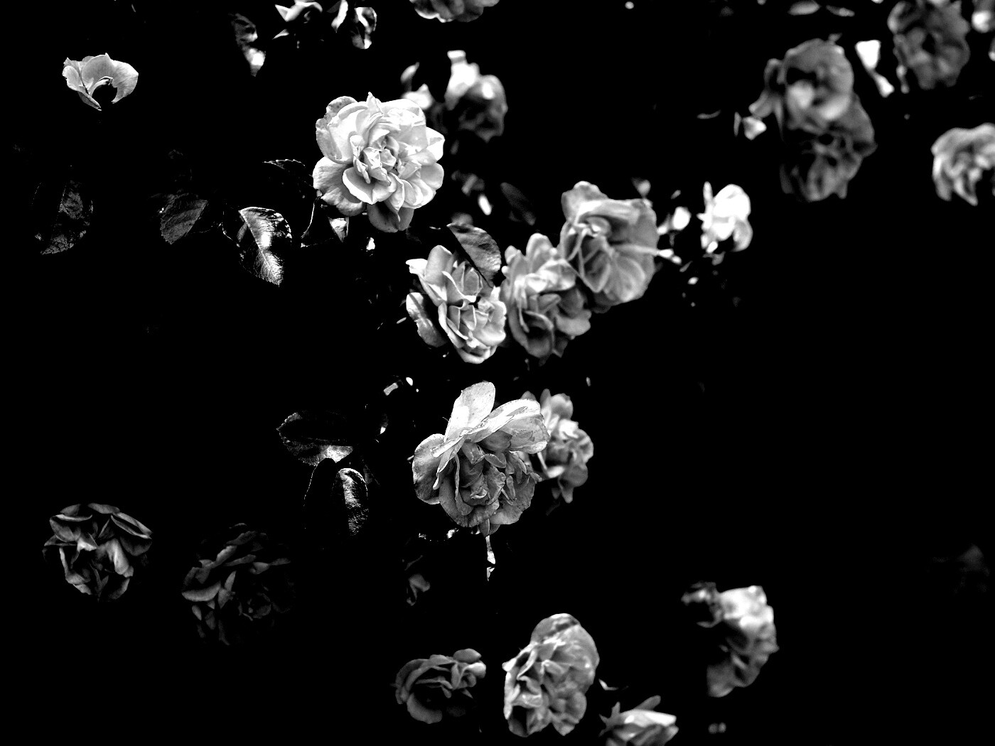 Розовый куст обои