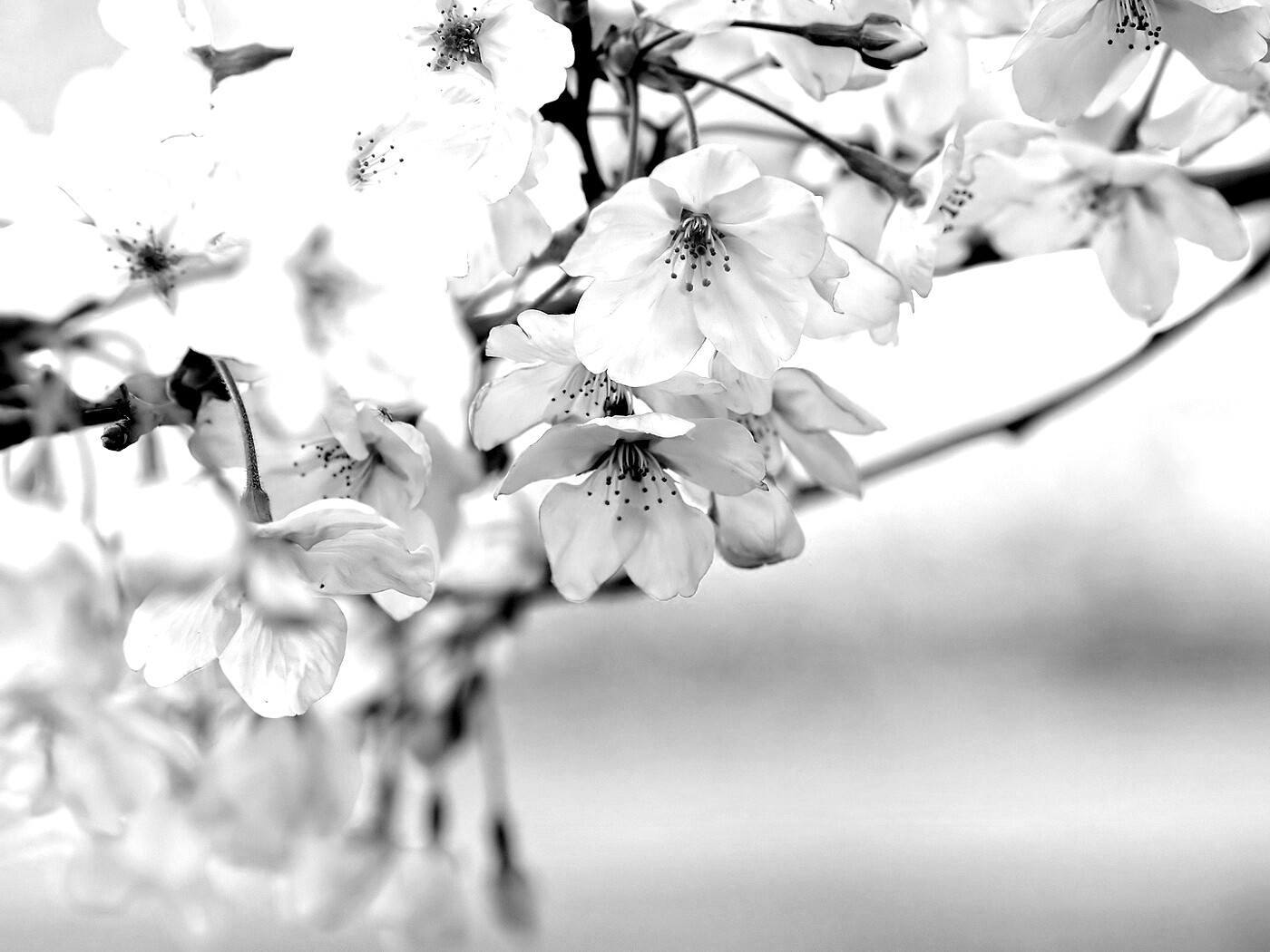 Цветение вишни обои