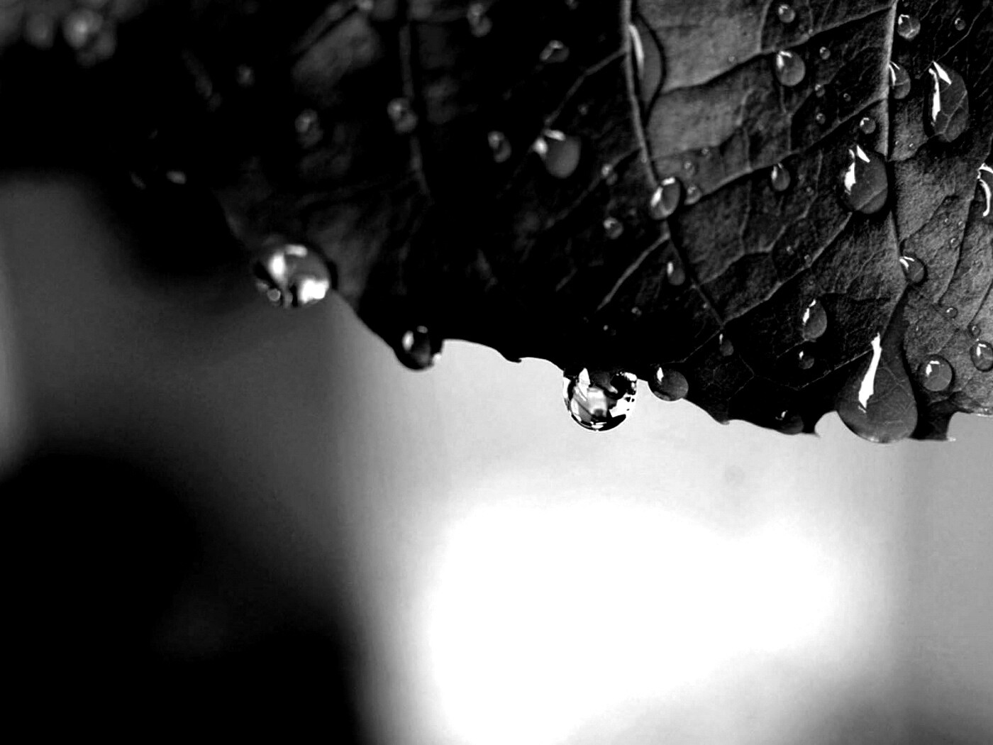 Роса на листе в макро обои