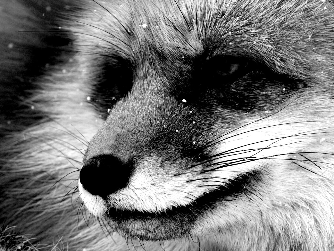 Морда рыжей лисы обои