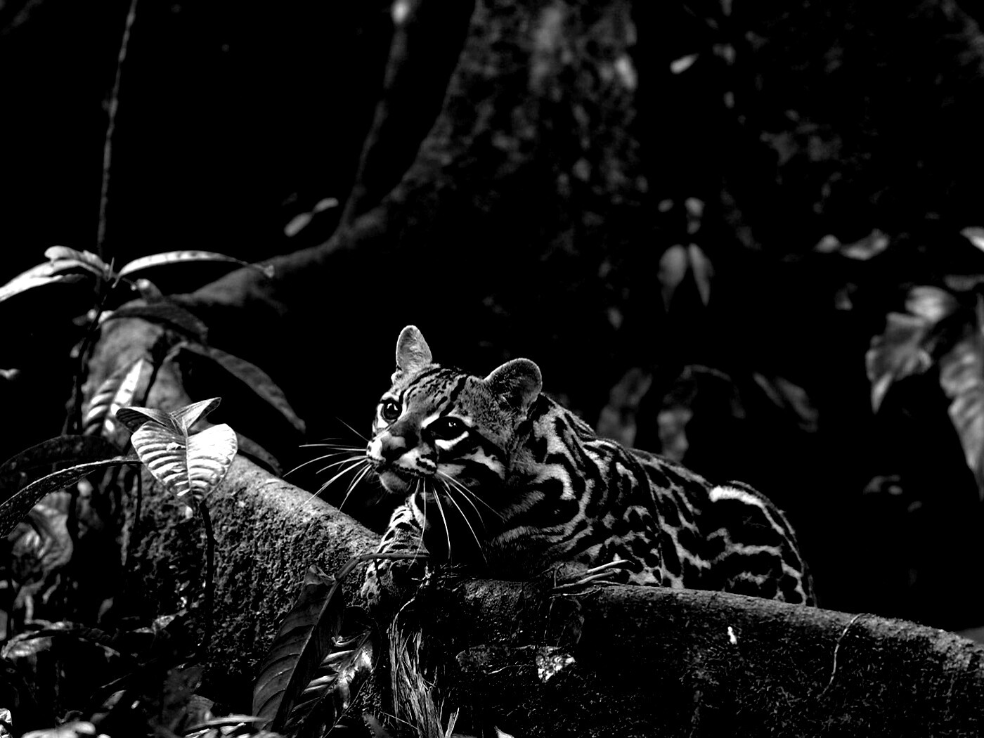 Оцелот обои