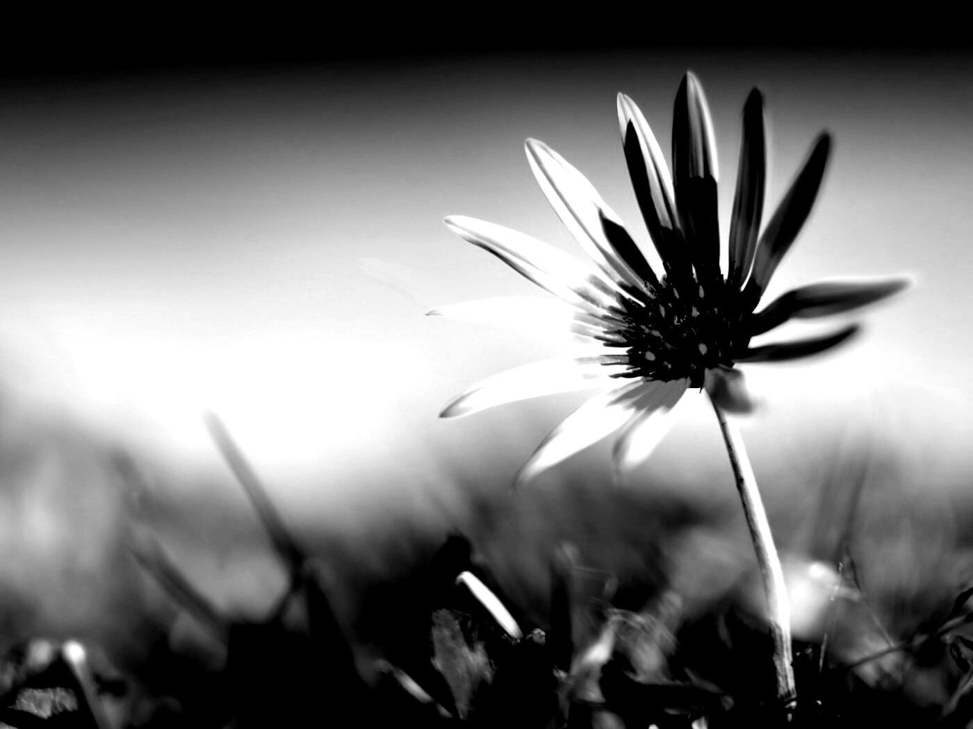 Летний цветок на солнце обои