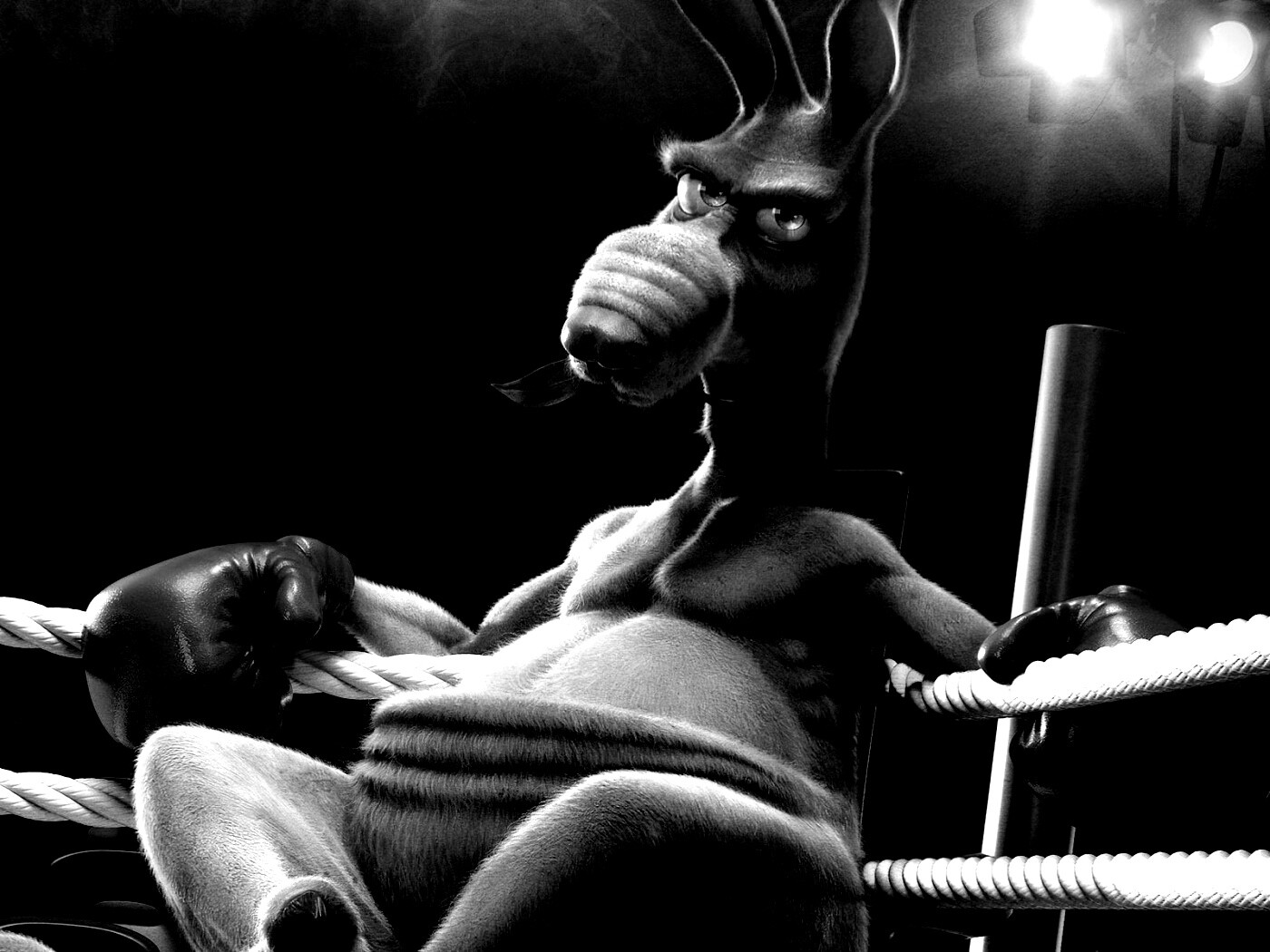 Кенгуру-боксер на ринге обои
