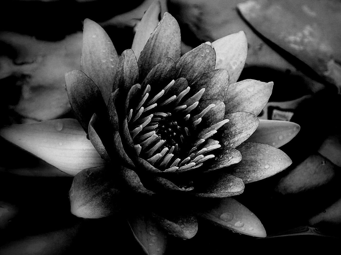 Кувшинка обои