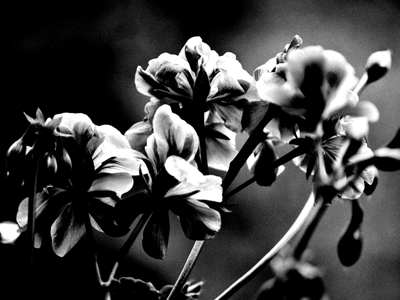 Чёрно-белое фото цветов обои