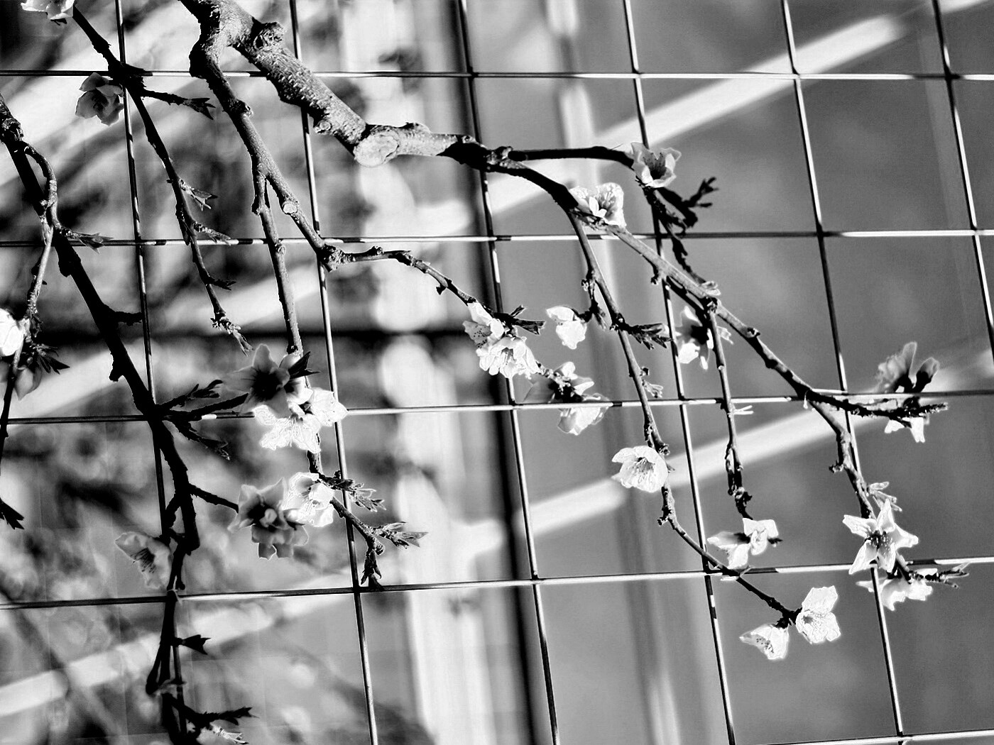 Ветка за сеткой обои