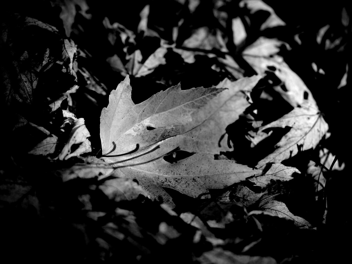 Мёртвая листва обои