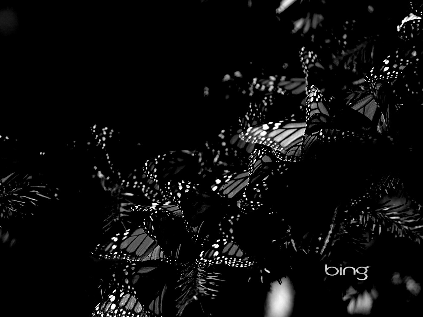 Бабочки облепили ёлку обои