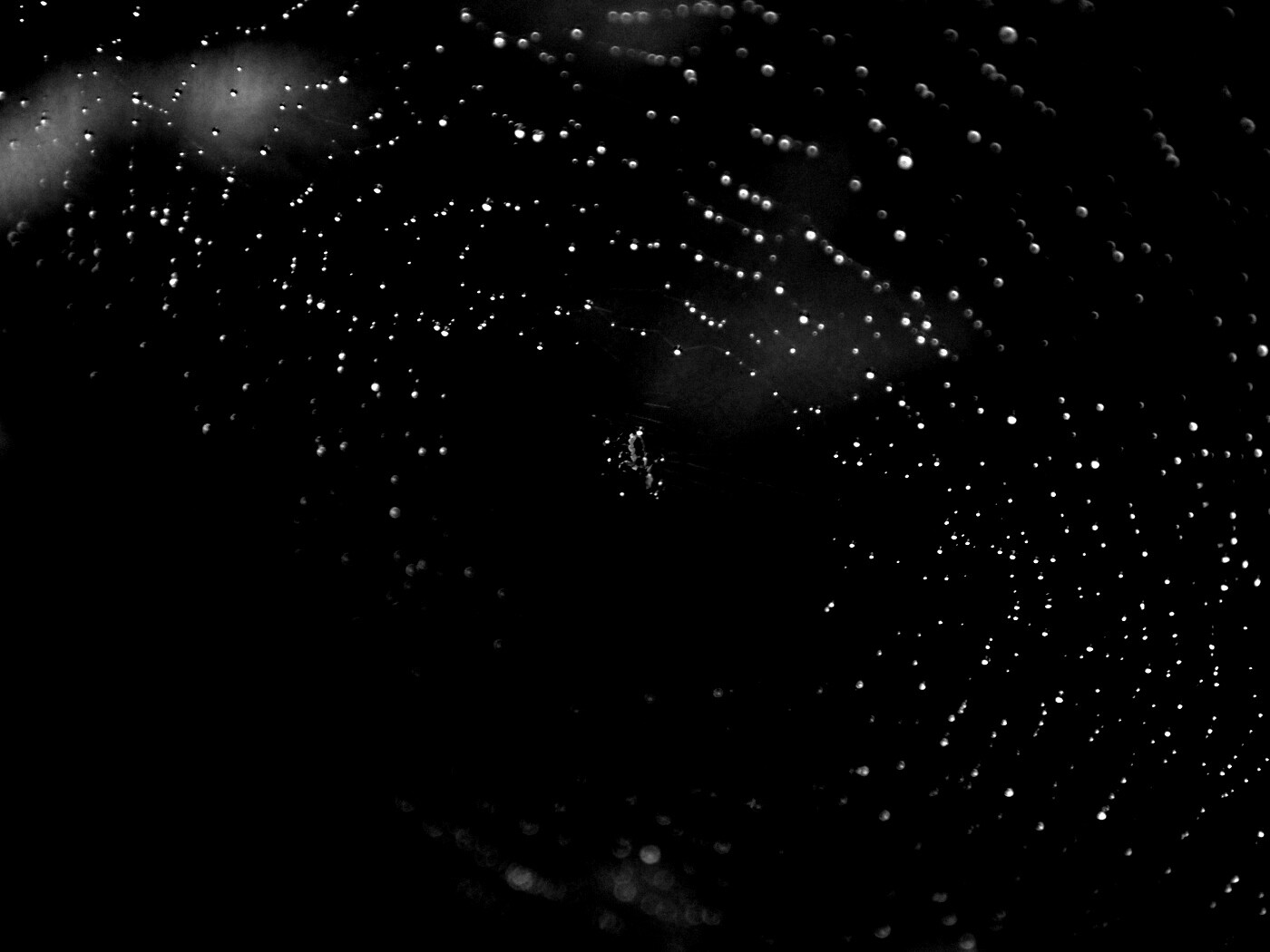 Паук на паутине обои