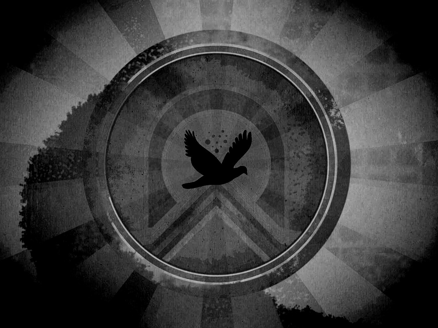 Голубь мира обои
