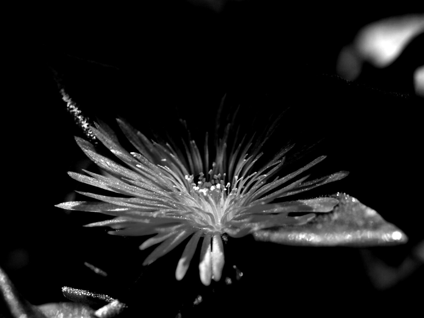 Чудесный цветок обои